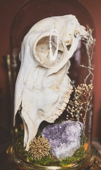 Image 3 of sheep skull cloche