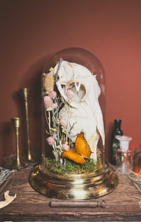 Image 4 of sheep skull cloche