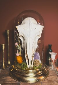 Image 1 of sheep skull cloche