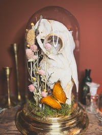 Image 5 of sheep skull cloche