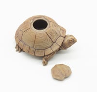 Image 4 of Box Turtle box