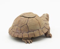 Image 6 of Box Turtle box