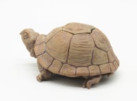 Image 7 of Box Turtle box