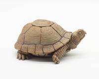 Image 3 of Box Turtle box
