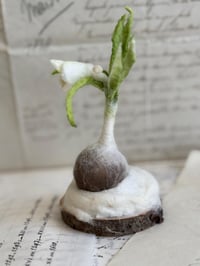 Image 2 of Spun cotton snowdrop bulb