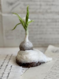 Image 3 of Spun cotton snowdrop bulb