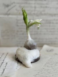 Image 4 of Spun cotton snowdrop bulb