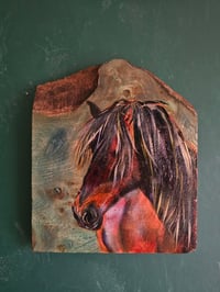 Image 2 of Highland Pony