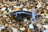 Image 2 of SPEEDBAITS Custom Airbrushed Topwater Plopper 4601