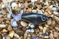 Image 3 of SPEEDBAITS Custom Airbrushed Topwater Plopper 4601