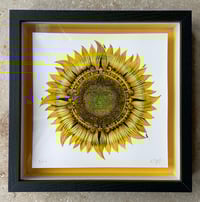 Image 5 of Box Frames