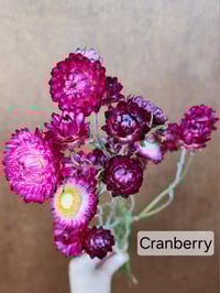 Image 1 of Dried Strawflower
