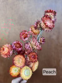 Image 2 of Dried Strawflower