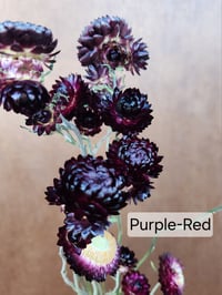 Image 3 of Dried Strawflower