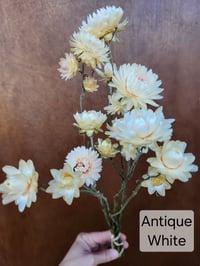 Image 4 of Dried Strawflower