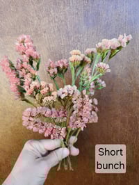 Image 4 of Dried Statice