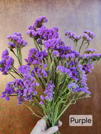 Image 5 of Dried Statice