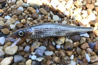 Image 4 of Custom Airbrushed Jerkbait TA MAXX 110 8834