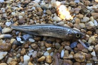 Image 3 of Custom Airbrushed Jerkbait TA MAXX 110 8834