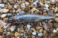 Image 1 of Custom Airbrushed Jerkbait TA MAXX 110 8834