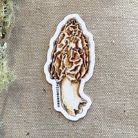 Image 1 of morel mushroom sticker