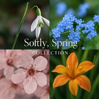 Softly, Spring - coming March 26'