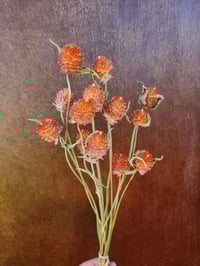 Image 1 of Dried Gomphrena