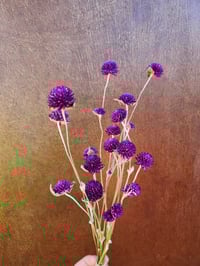 Image 2 of Dried Gomphrena