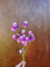 Image 3 of Dried Gomphrena
