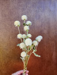 Image 4 of Dried Gomphrena