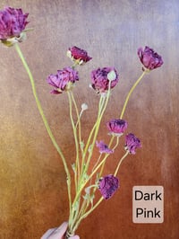 Image 1 of Dried Ranunculus