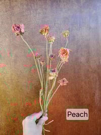 Image 2 of Dried Ranunculus