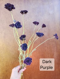 Image 3 of Dried Ranunculus