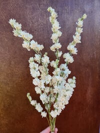 Image 1 of Dried Larkspur 