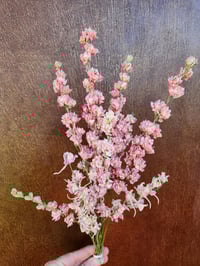 Image 2 of Dried Larkspur 