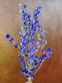 Image 3 of Dried Larkspur 