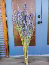 Image 4 of Dried Larkspur 