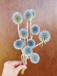 Dried Echinops