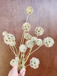 Dried Starflower Pods