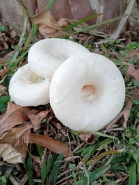 Image 1 of Sugar Cookie DoughNuts Wax Melts 4pk 