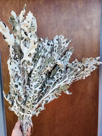 Dried Dusty Miller