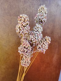 Image 1 of Dried Drumstick Alliums
