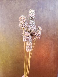 Image 2 of Dried Drumstick Alliums