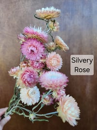 Image 5 of Dried Strawflower