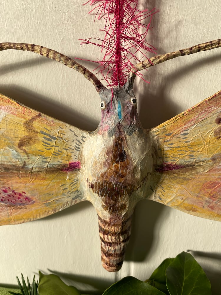 Image of Lovely Moth