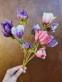 Image 1 of Dried Anemones