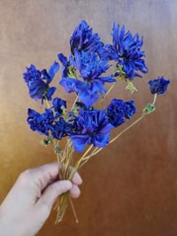 Image 2 of Dried Anemones