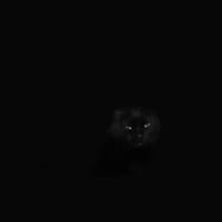 Image 1 of Yaocuicatl - "P.A.T.R.I.A." CD