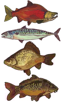 Image 3 of T-shirt: Fish YELLOW