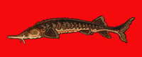 Image 6 of Long fish stickers/keychains/magnets